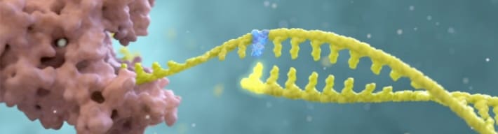 COVID-19 RNA-dependent RNA polymerase (RdRp)